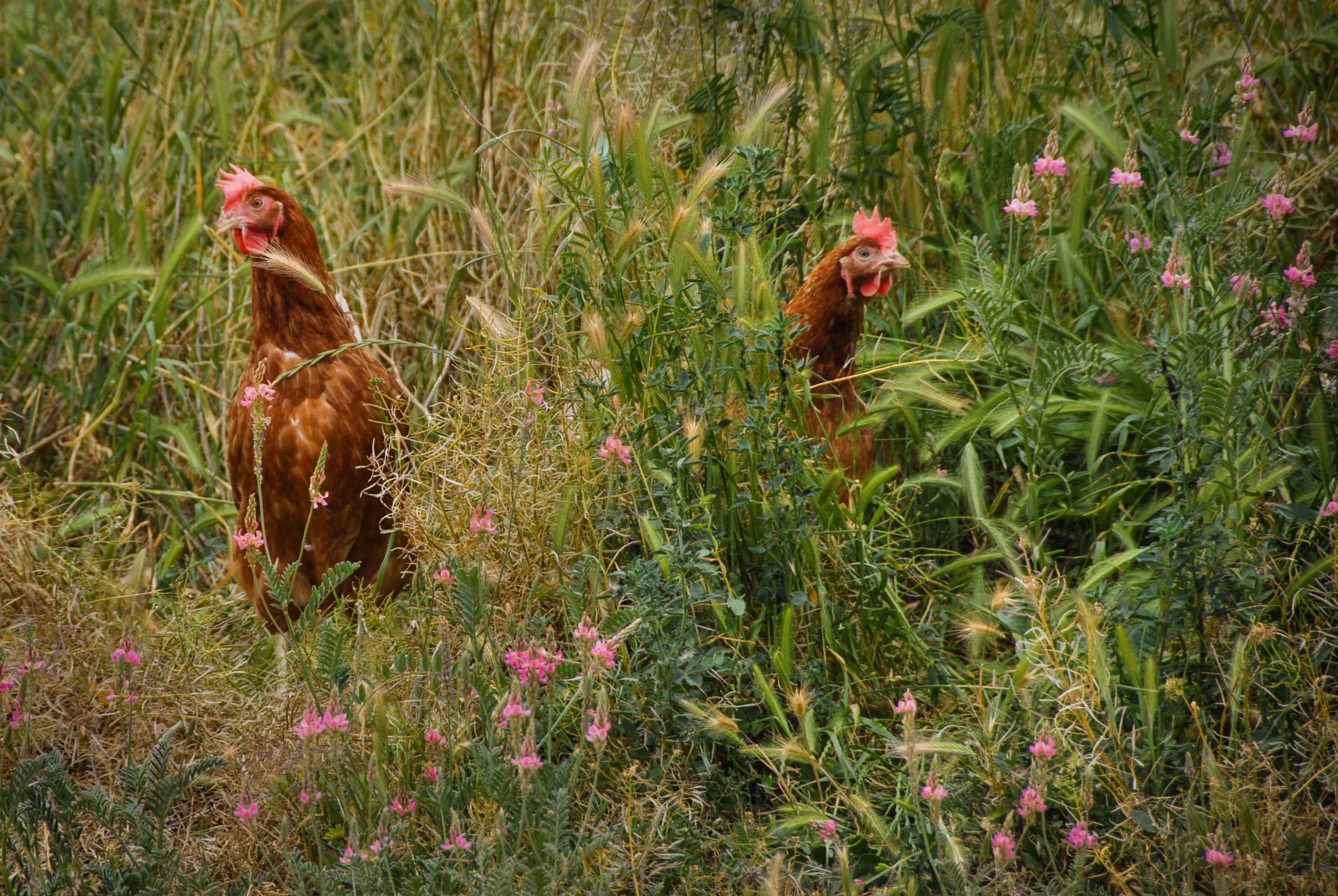 countryside chicken farm outdoors
