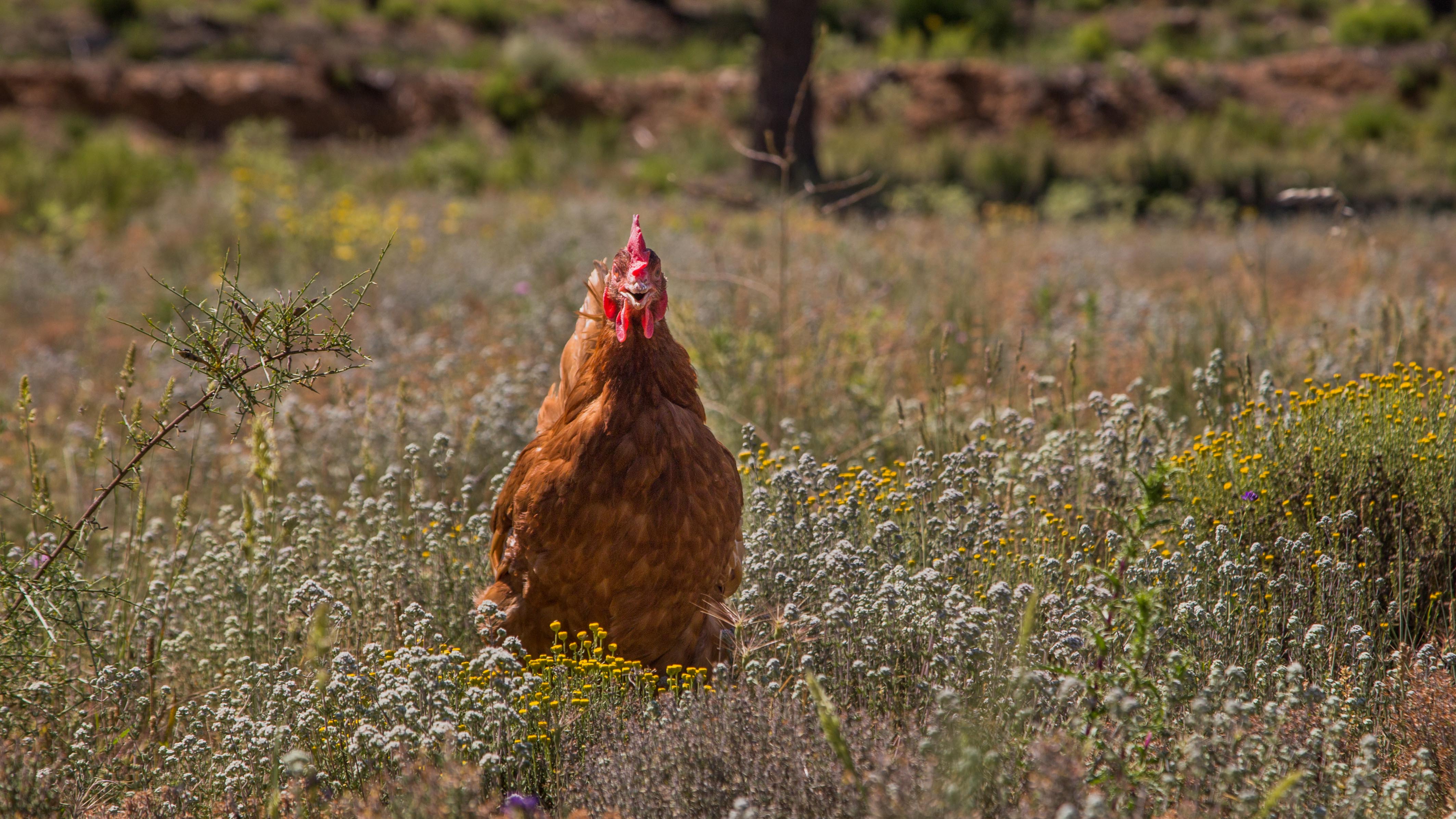 gallina en libertad