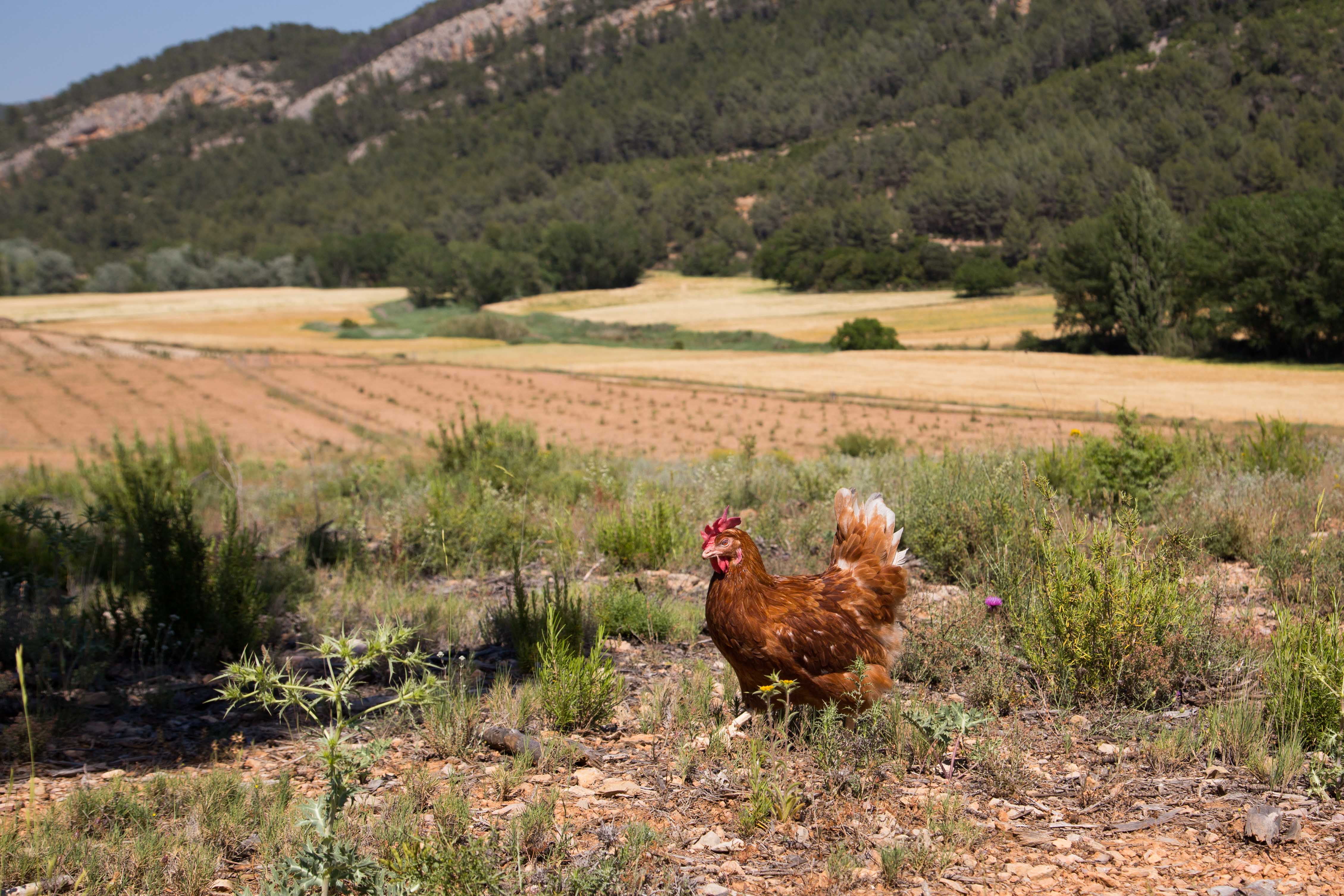 organic chicken farm outdoors