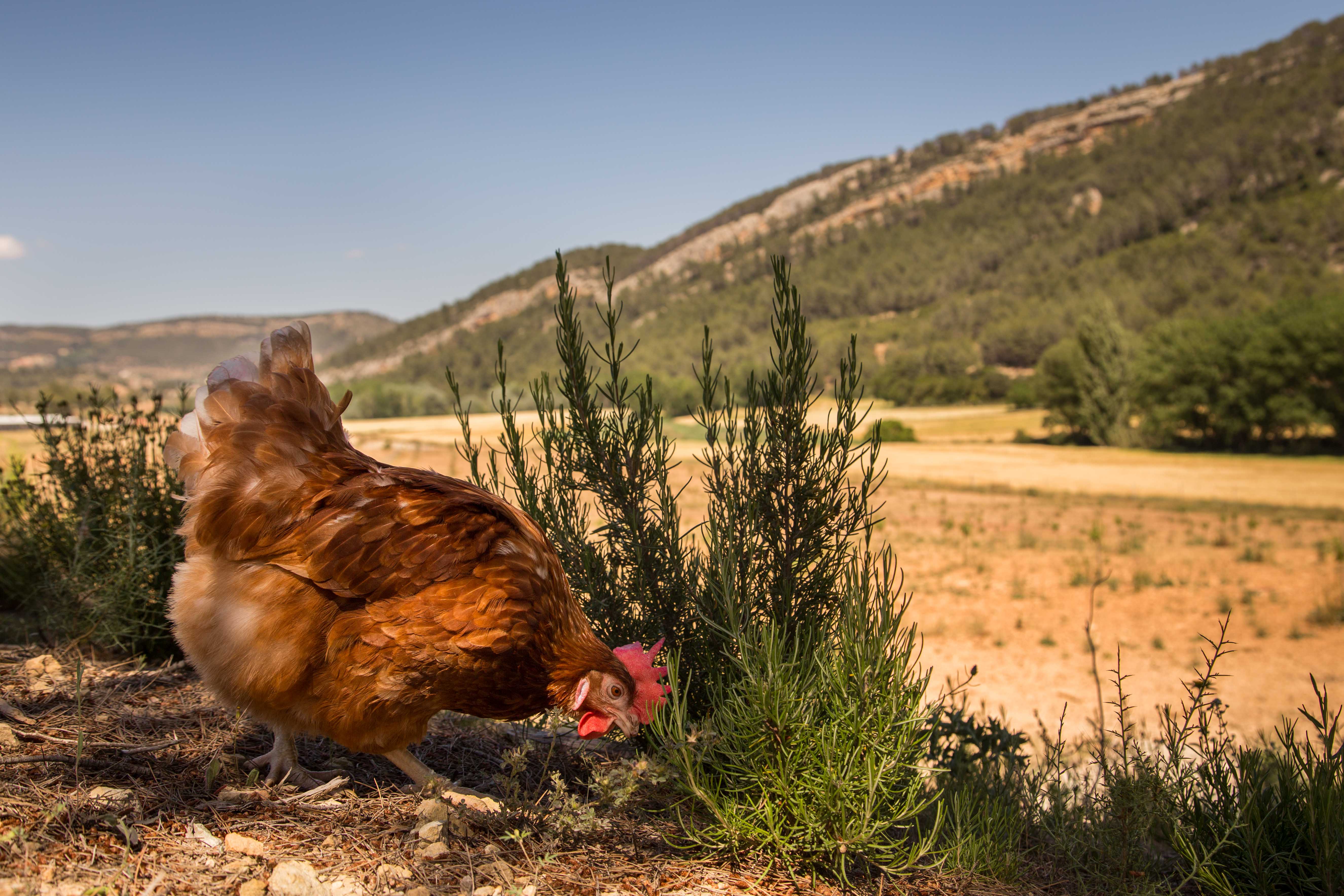 gallina ecologica