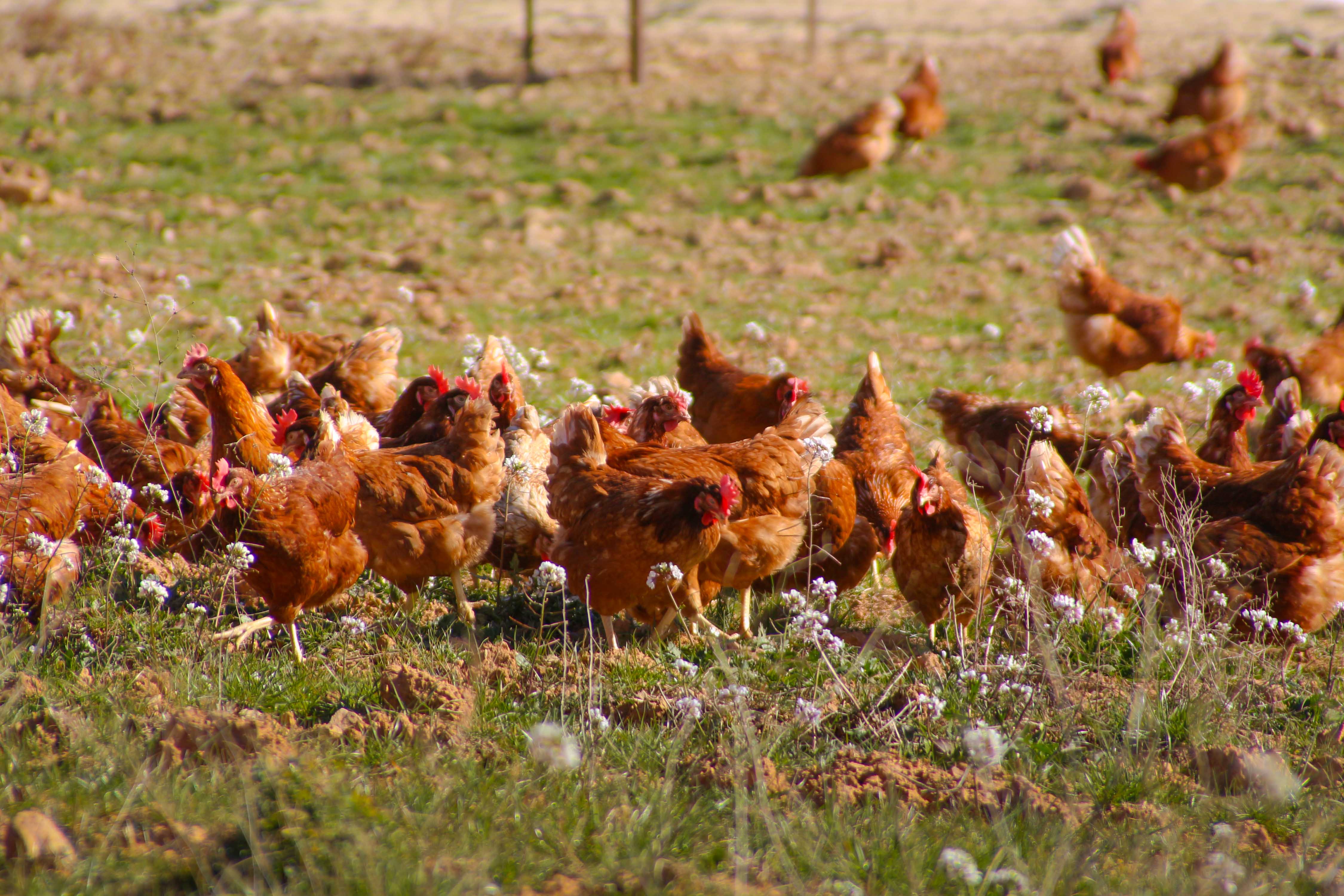 grupo gallinas ecologicas comiendo