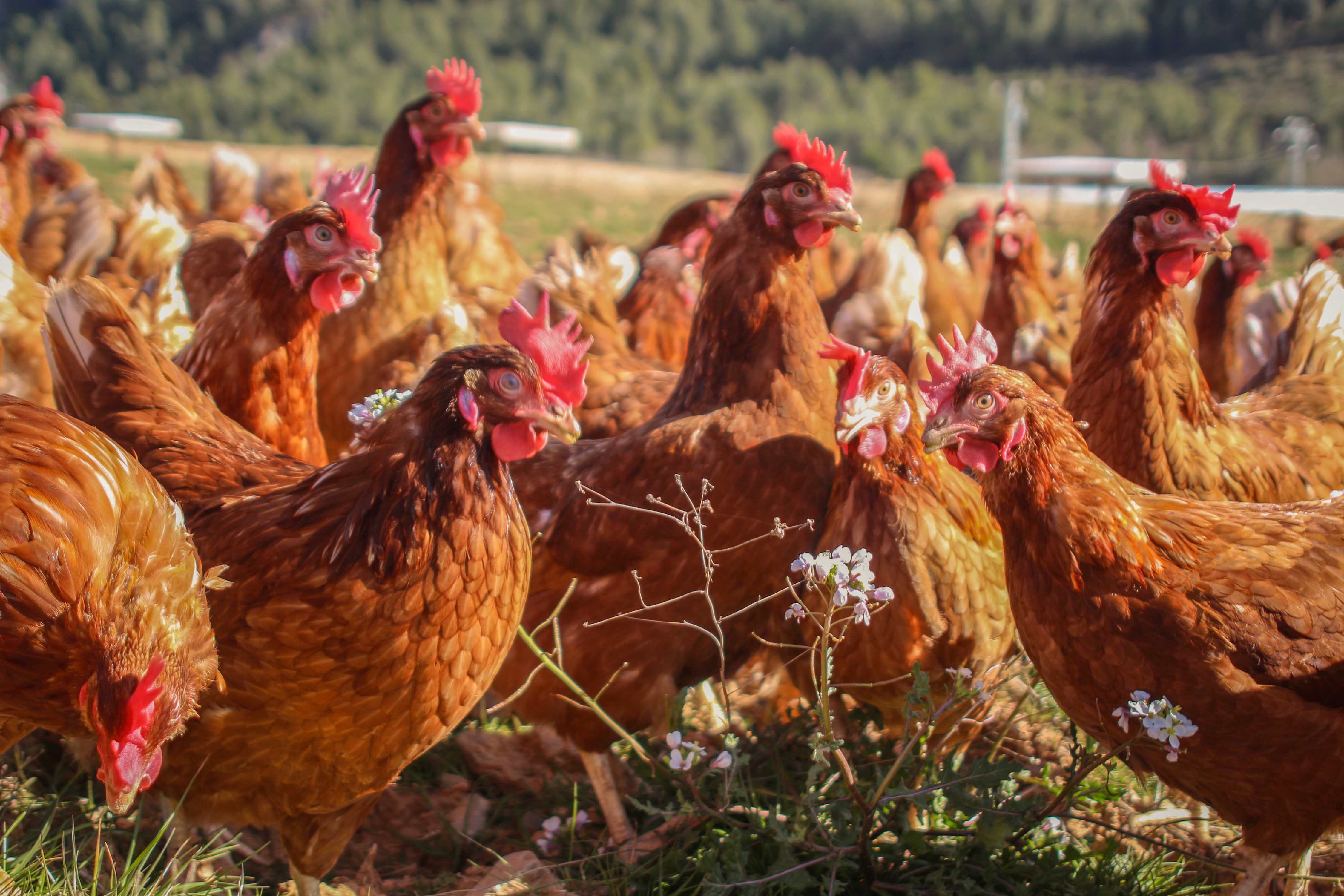 gallinas ecologicas