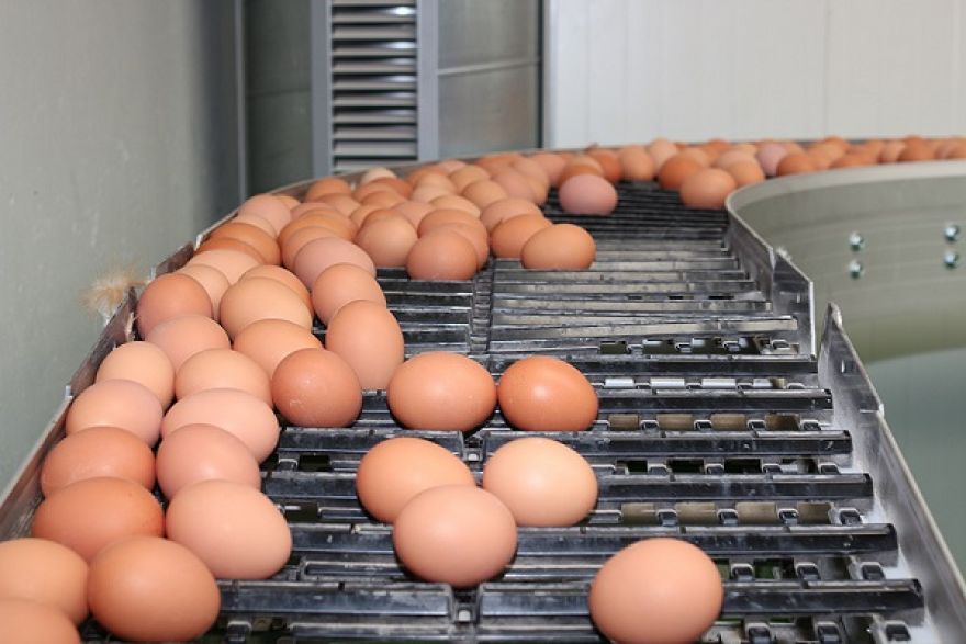 Los 5 beneficios de los huevos ecológicos