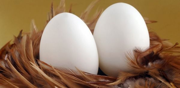 El huevo es un fundamental para una dieta saludable